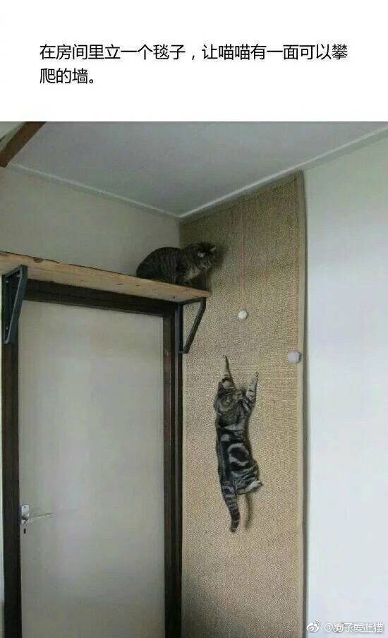猫爬架_猫抓板_猫爬墙